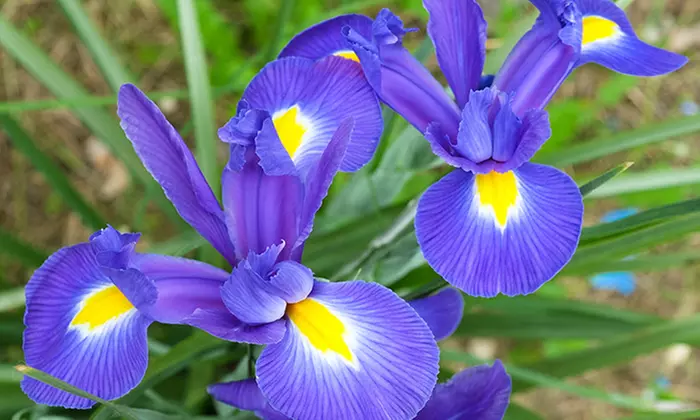 Multicolored Dutch Diva Iris Flowers (30, 60, & 120 Bulbs With Planting Tool)