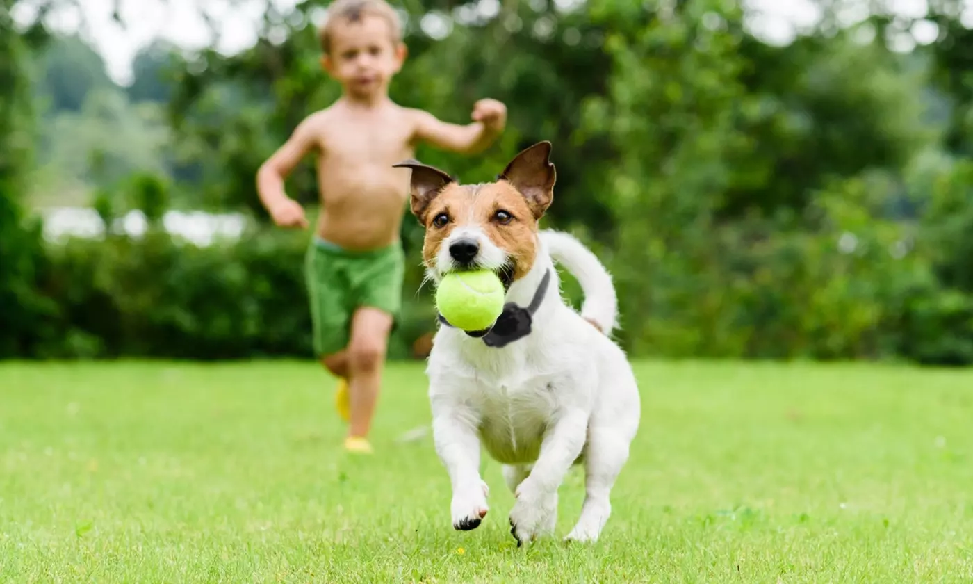 iMounTEK Wireless Electric Dog Fence System with Tone and Shock Containment