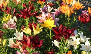 Lovely Lilies Colorful Mixed Flower Bulbs(10-, 20-, 50-Pack with Planting Tool)