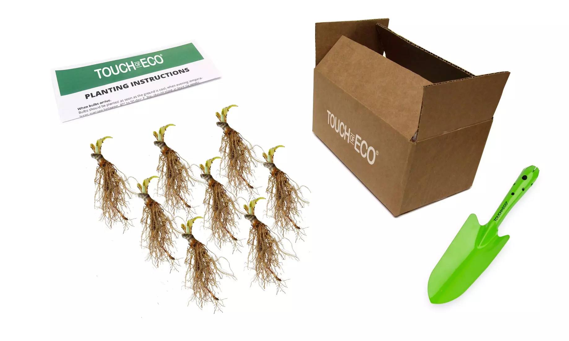 White Feather Trimmed Hosta Bare Roots (2-, 4-, 8-Pack With Planting Tool)