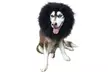 Dog's Lion Mane Costume Lion Wig Festival Party Fancy Hair Dog Clothes - Second Medium