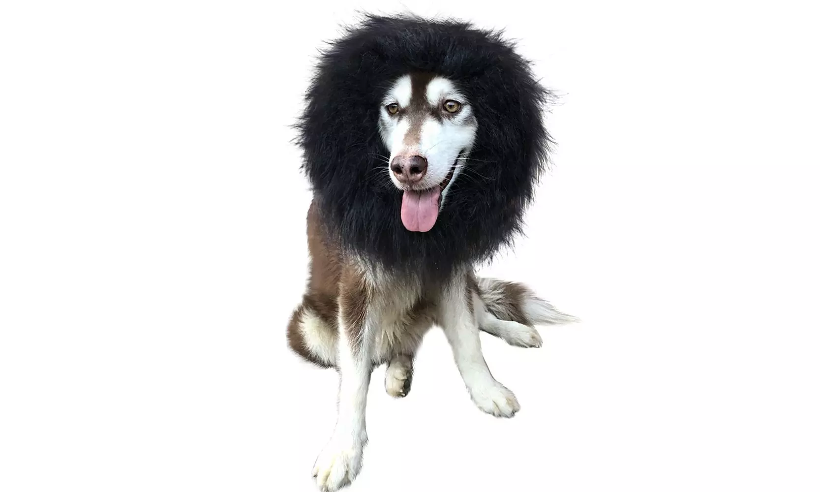 Dog's Lion Mane Costume Lion Wig Festival Party Fancy Hair Dog Clothes - Primary Image
