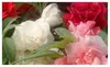 Double Balsam Camellia Mix 100 Seeds Impatiens Balsamina Easy Grow