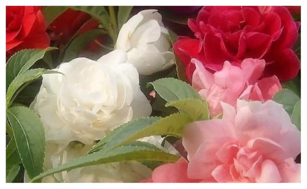 Double Balsam Camellia Mix 100 Seeds Impatiens Balsamina Easy Grow - Primary Image