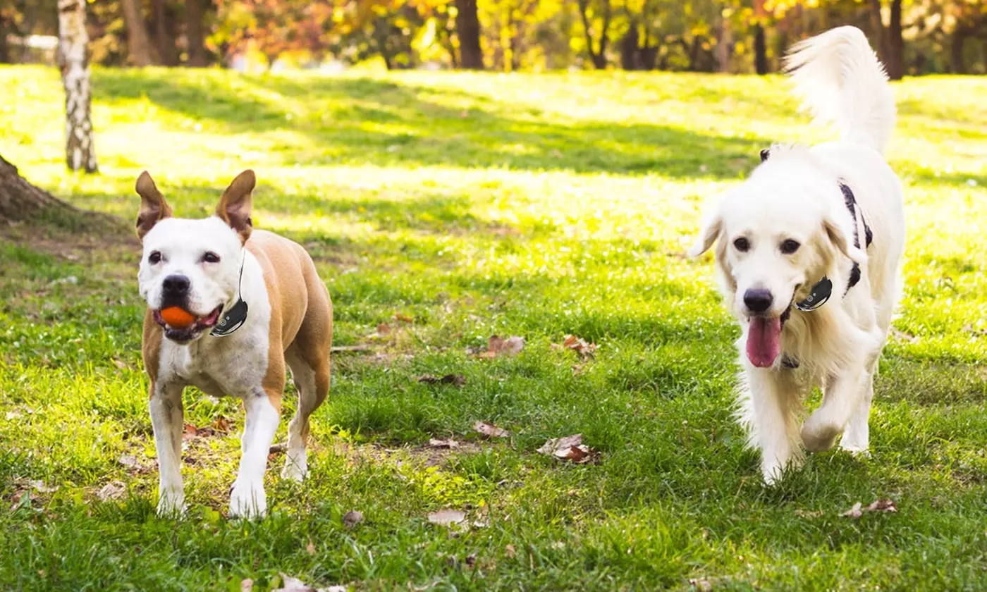 iMounTEK Wireless Electric Dog Fence System with Tone and Shock Containment