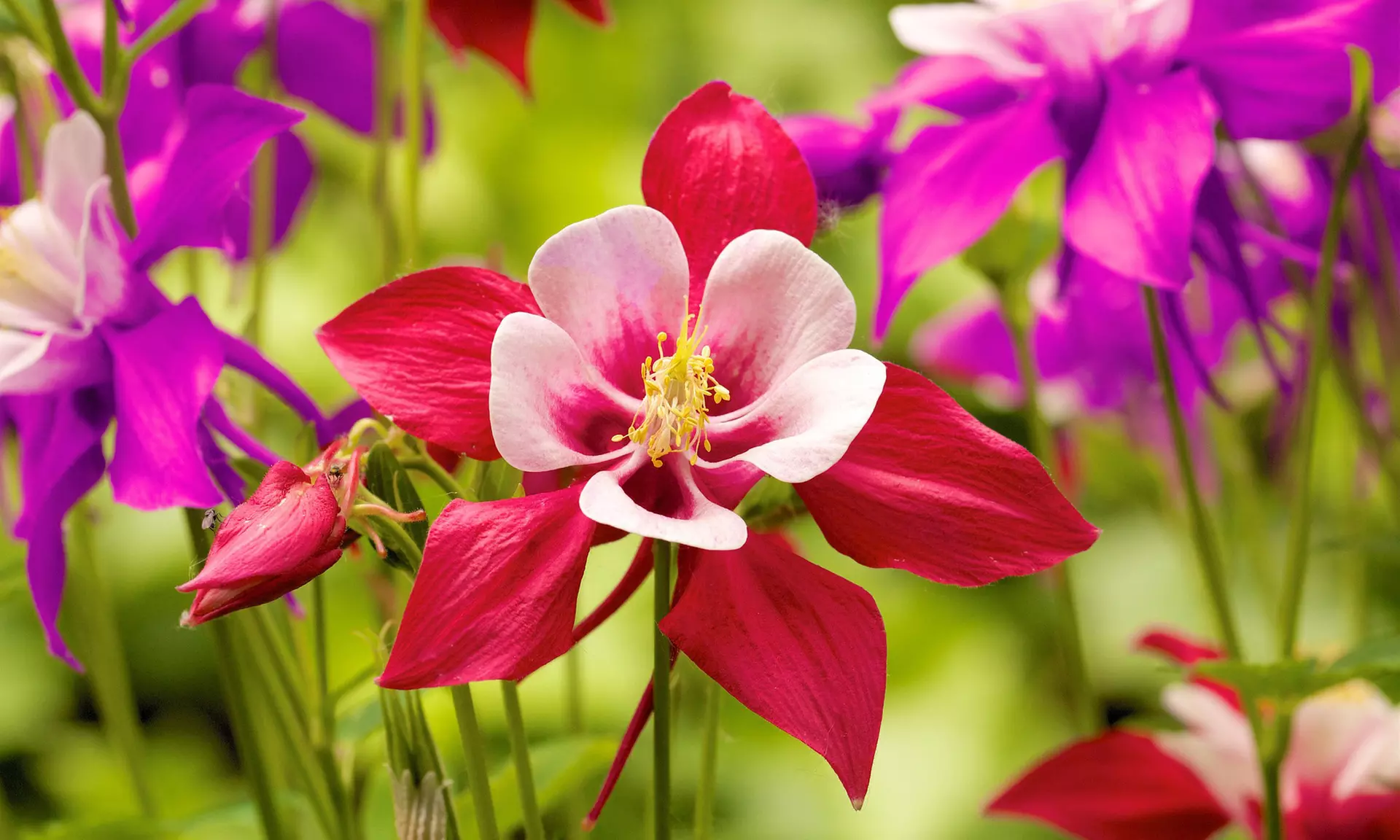 Sweet Caroline Columbine Flower Bulbs (10-, 20-, 50-Pack Planting Tool)