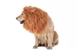 Dog's Lion Mane Costume Lion Wig Festival Party Fancy Hair Dog Clothes - Second Medium