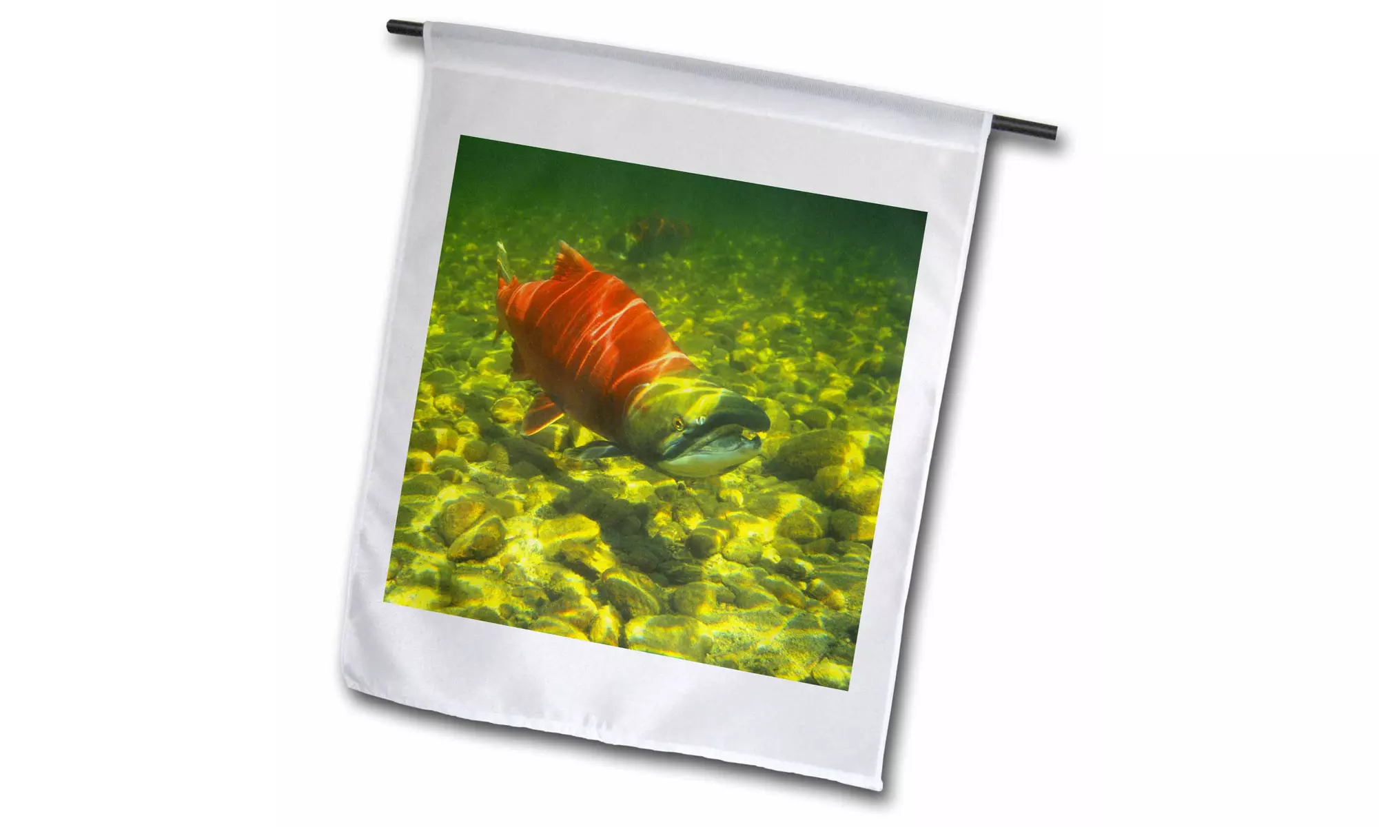  Garden Flag British Columbia, Adams River. Sockeye salmon migrating -CN02 GLU0 - Second Medium