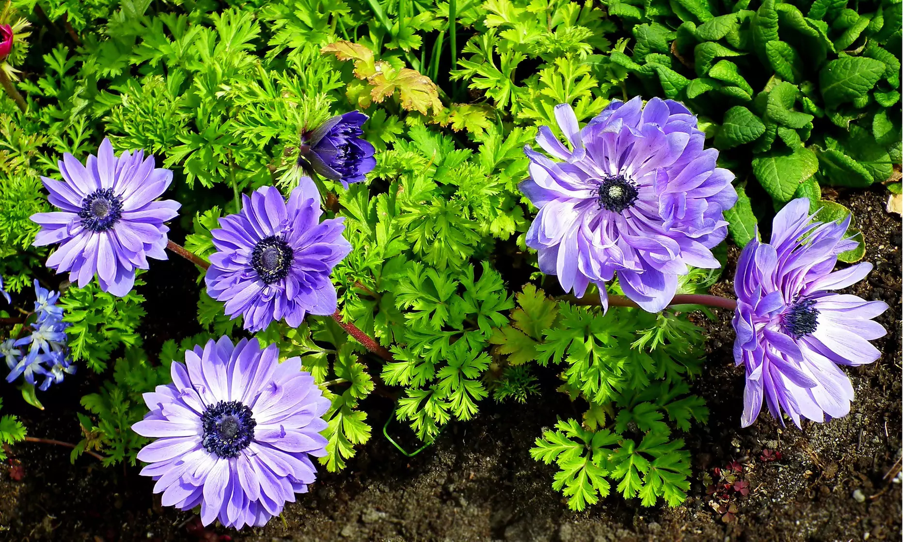 Up To 60 Touch Of ECO Lieutenant Anemone Poppy Flower Bulbs