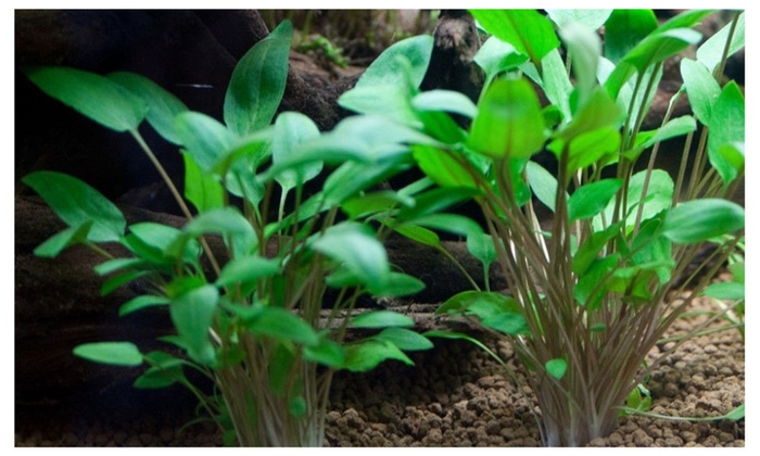 live aquatic plants cryptocoryne