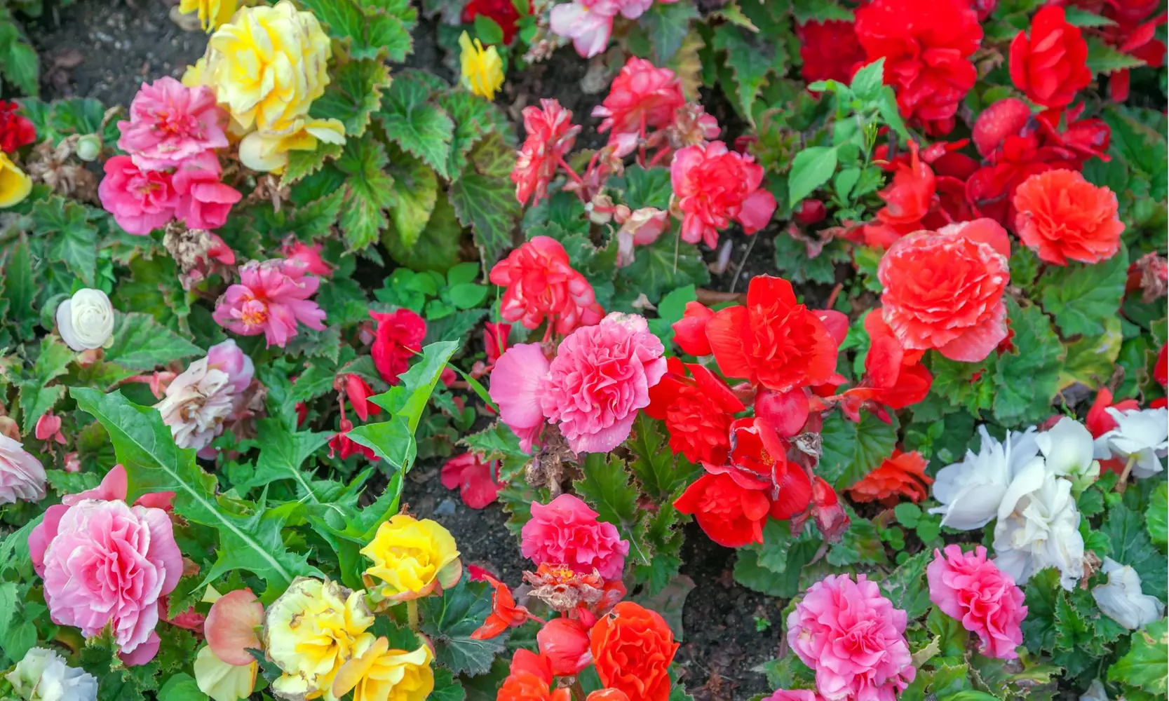 Giant Multicolored Blooming Begonia Flower Bulbs(3pk, 6pk, 12pk-w/Planting Tool)