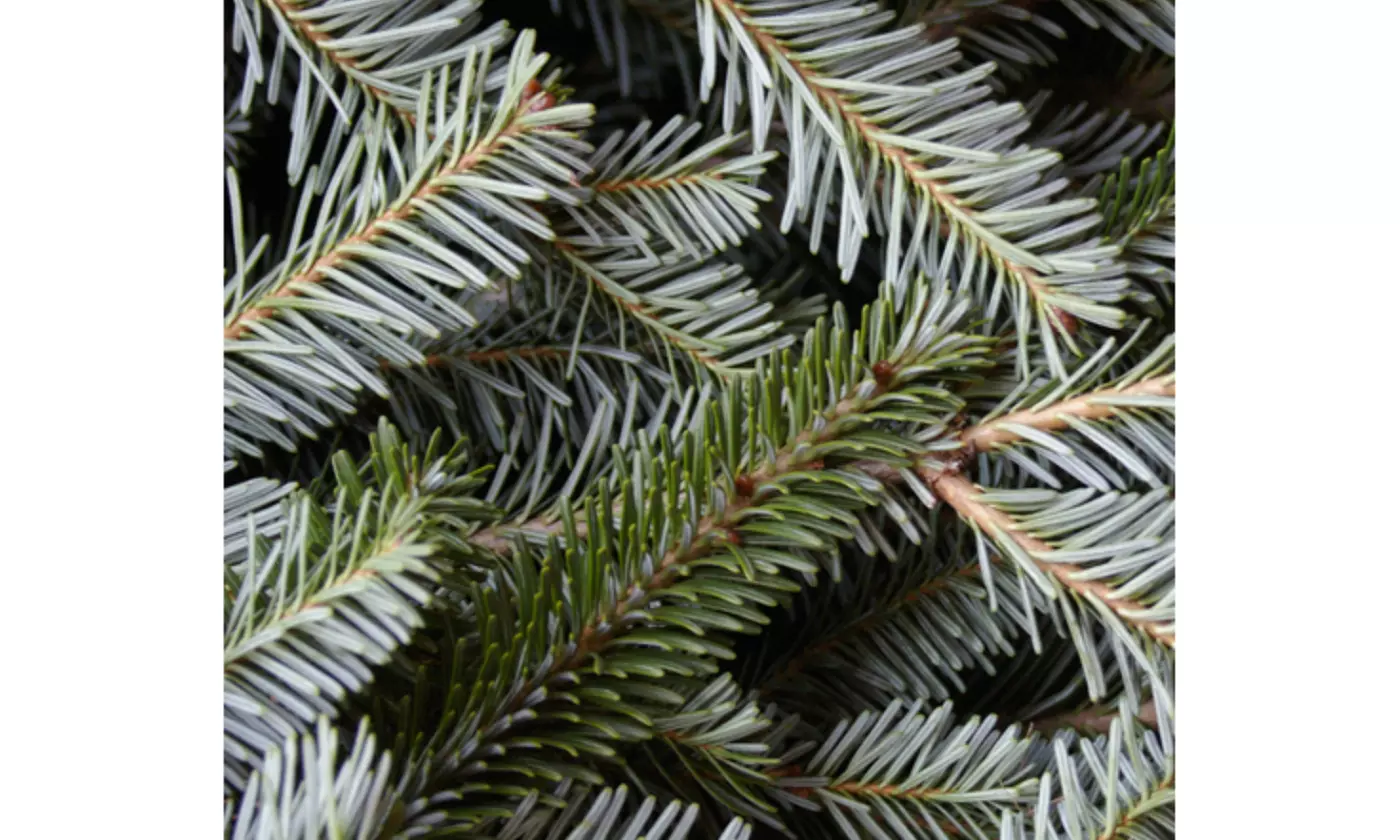 6 Foot Premium Fraser Fir Christmas Tree Fresh Live Christmas Tree Holiday Décor - Second Medium