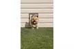 ORIGINAL Wall Entry Pet Door with Telescoping Tunnel For Dogs and Cats - Small - Second Medium