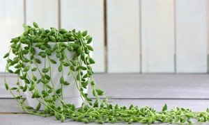 Senecio String of Pearls - 1,...