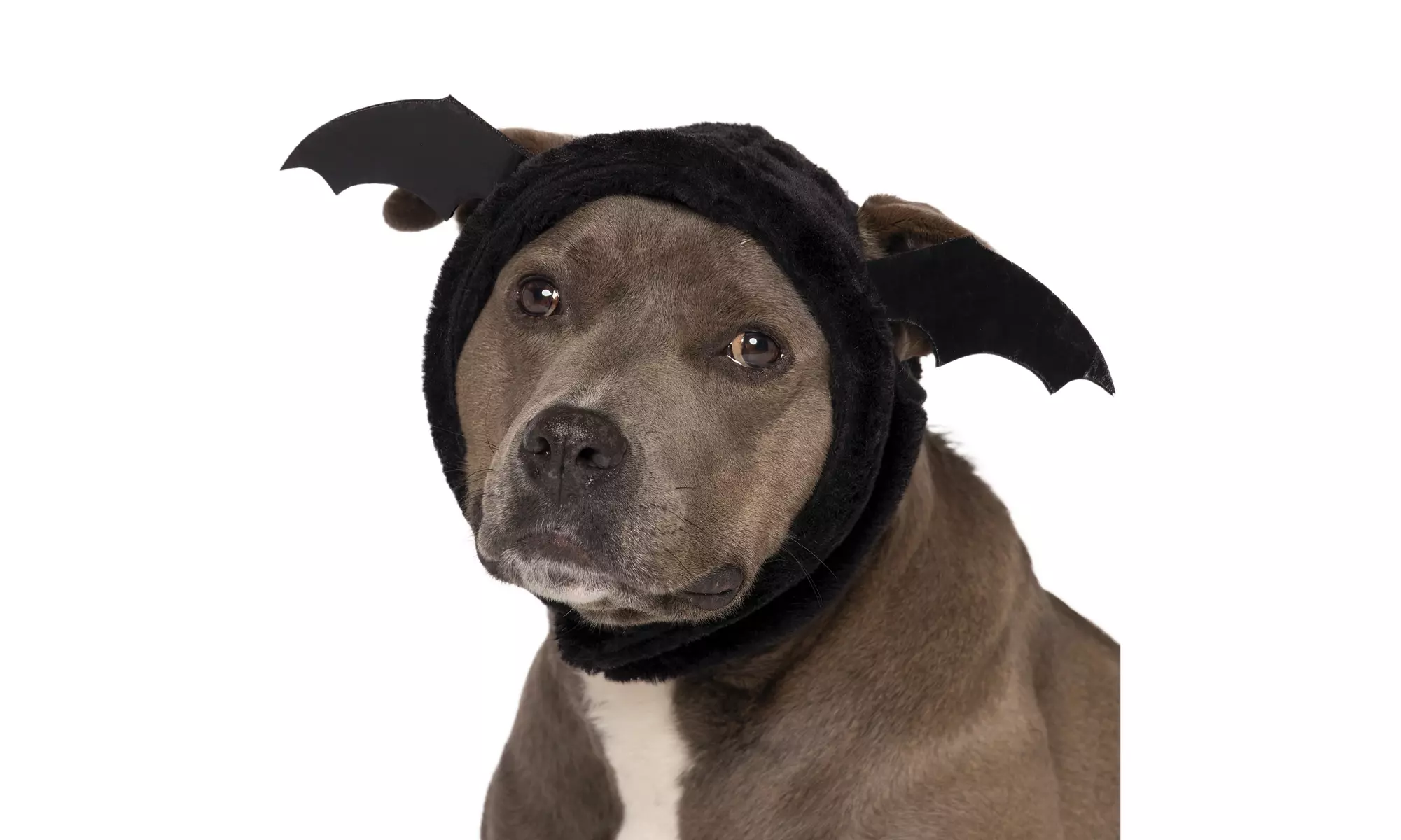 FurHaven Halloween Costume Flex-Fit Pet Costume Hat (Bat, Monster, Polar Bear)