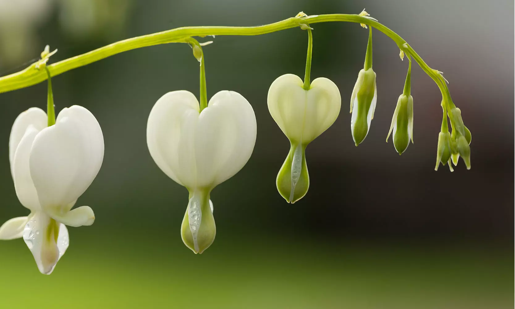 Bleeding Heart Flower Bulbs - Pink or White (2-, 4-, 8-Pack With Planting Tool)