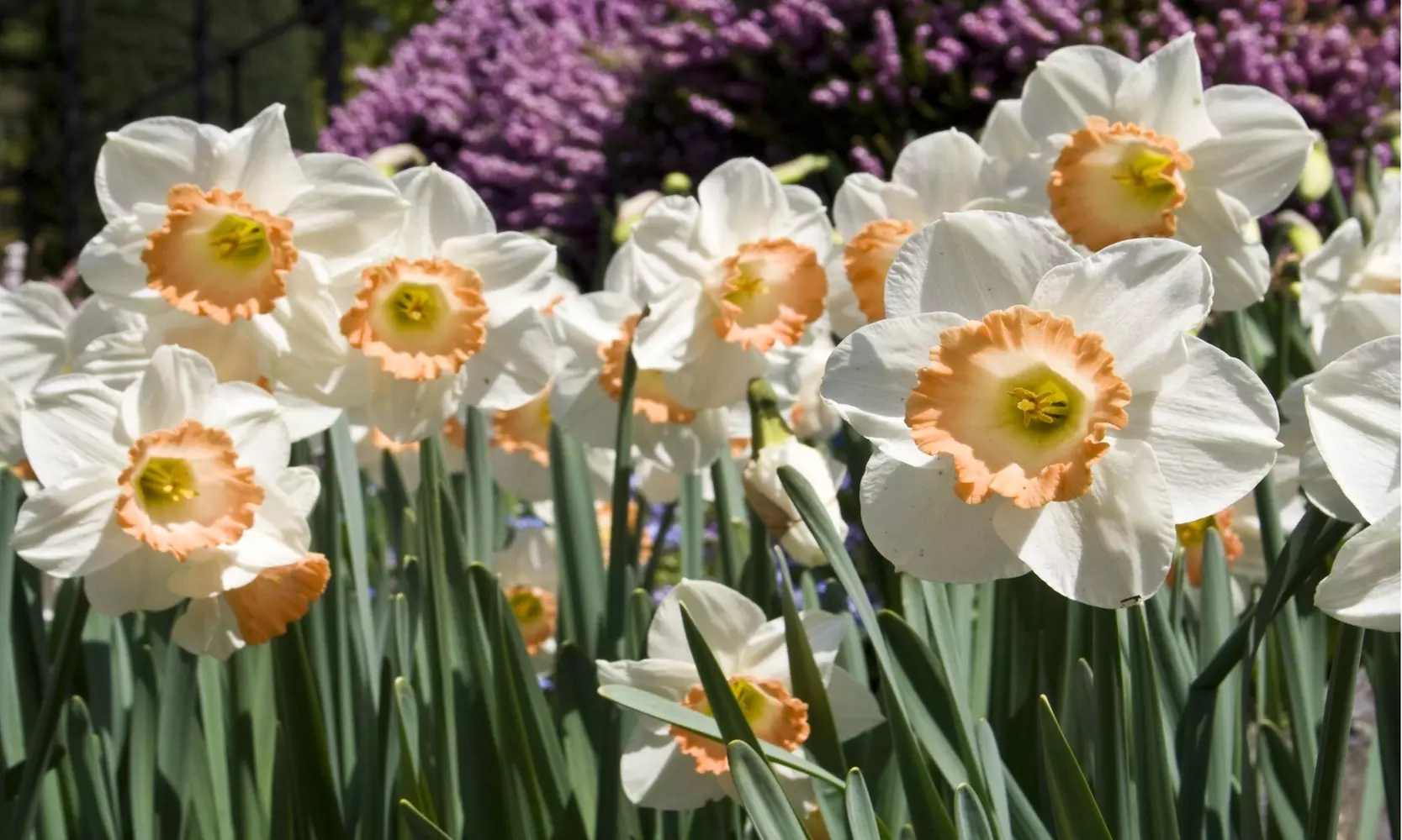 Pink Charm Daffodil Narcissus Flowers (6, 12, & 24 Bulbs with Planting Tool)