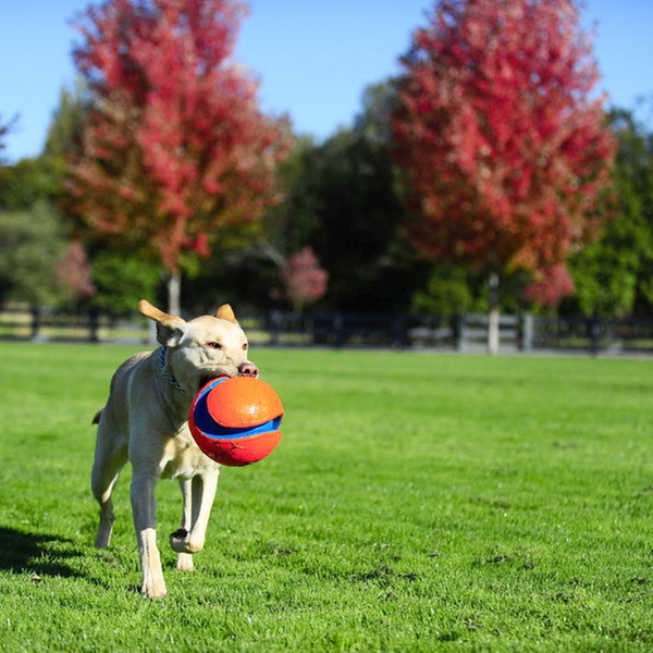 chuck it kick fetch