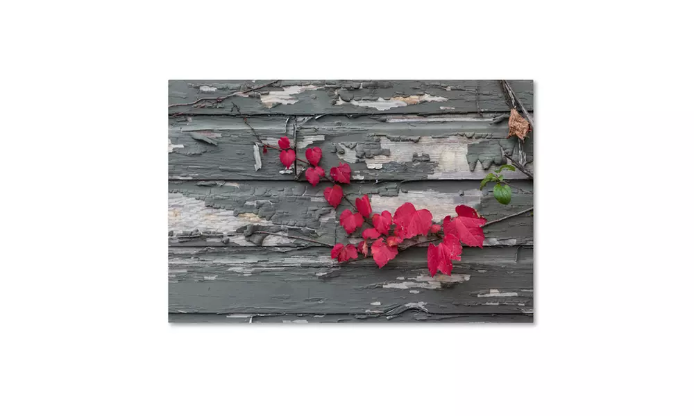 Kurt Shaffer 'Red Leaves on a Weathered Wall' Canvas Art - Second Medium