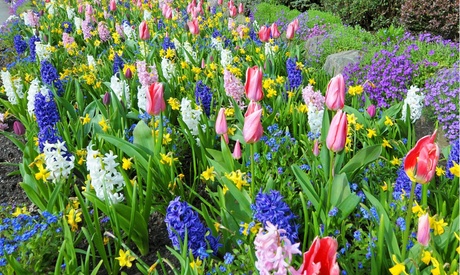 Bee & Butterfly Easy Growing Flower Bulb Collections - 3 Varieties 4/5 Blue Garden Collection - 40 Bulbs