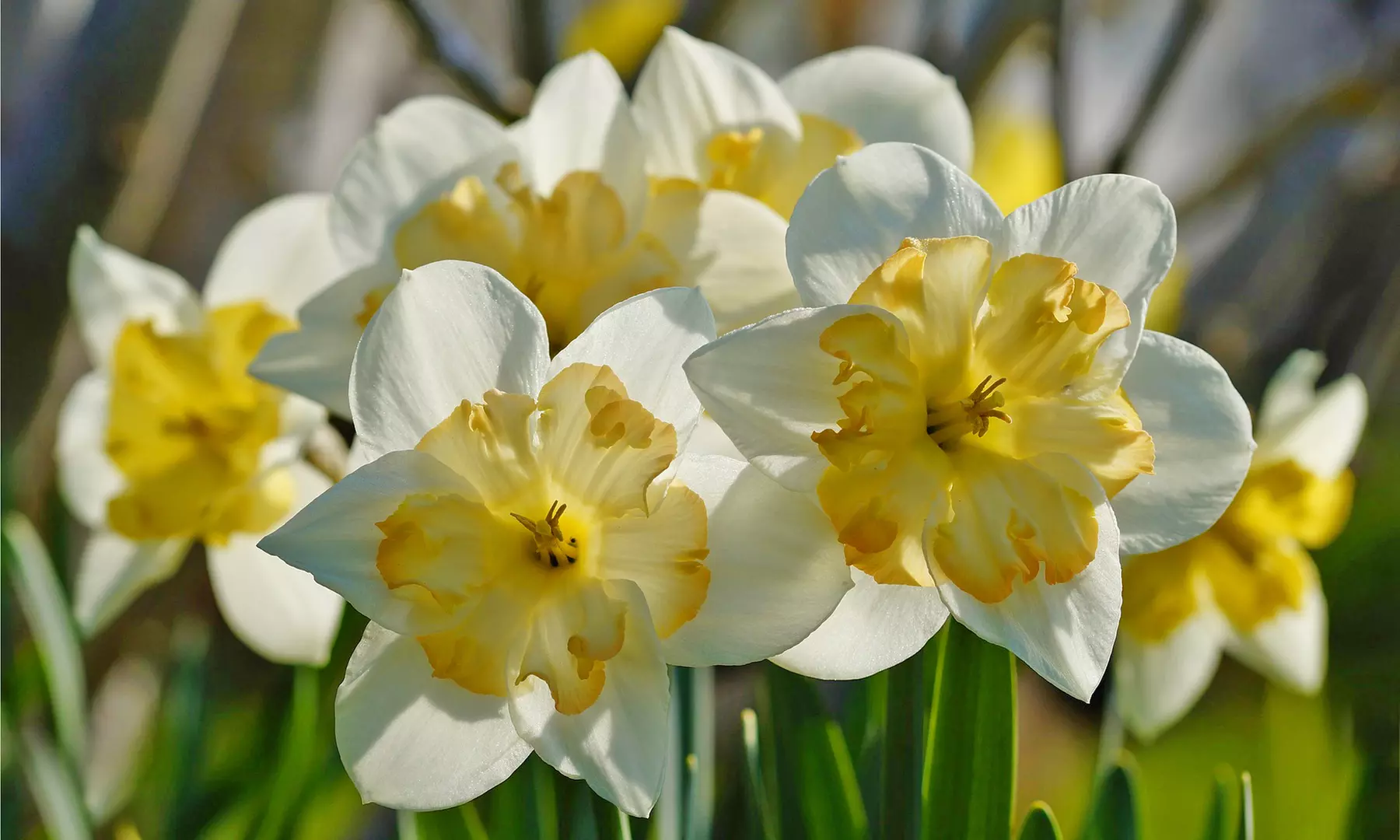 White Lion Double Daffodil Flowers (5, 10, & 20 Bulbs With Planting Tool)