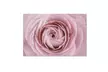 Cora Niele 'Persian Buttercup' Canvas Art - Second Medium