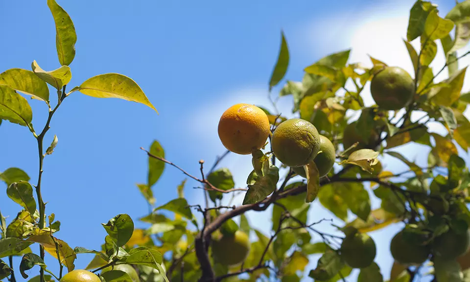 Clementine, California Honey, Kishu Seedless, or Pixie Mandarin Citrus Trees - Primary Image