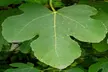  'Magnolia' - Fruiting Fig Tree - Second Medium