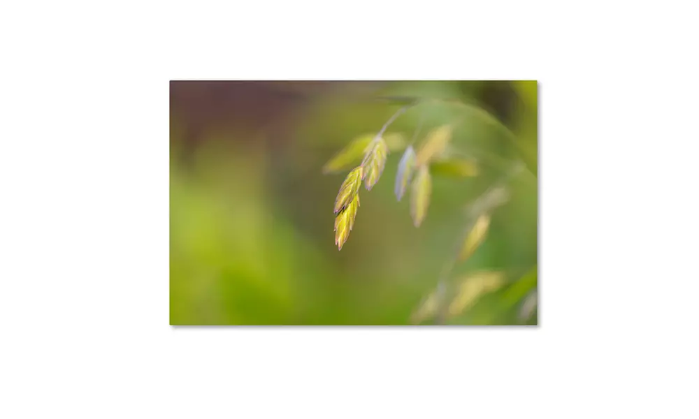 Cora Niele 'Sea Oats Grass' Canvas Art - Second Medium