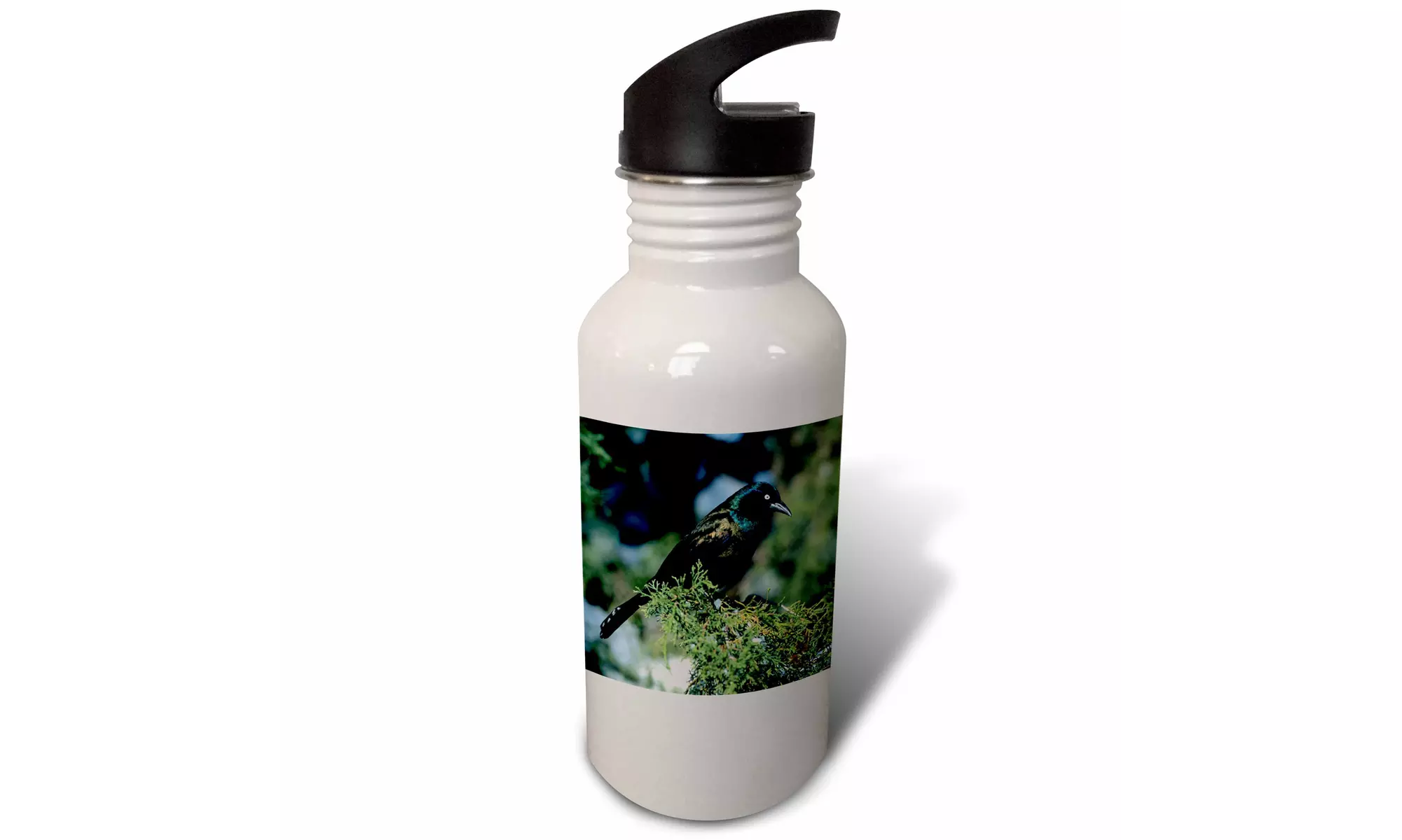  Straw Water Bottle Common Grackle in Juniper Tree in winter, Marion, IL  - Primary Image