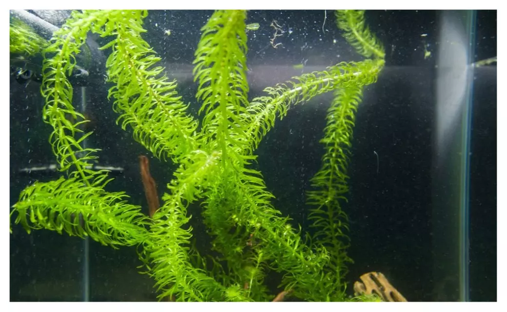 3 x Bunch Anacharis Egeria Elodea Densa Freshwater Live Aquarium Plant - Second Medium
