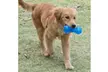Dog Play Toys, Dog Bone IQ Toys with Massage Particles - Second Medium
