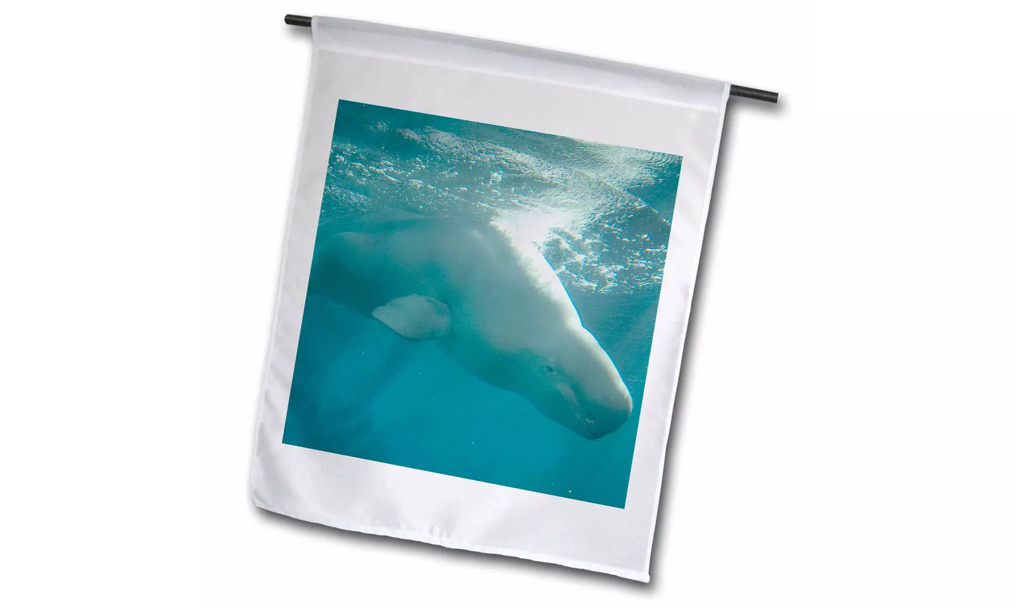 Garden Flag USA, California, San Diego, SeaWorld. Beluga whale - Second Medium