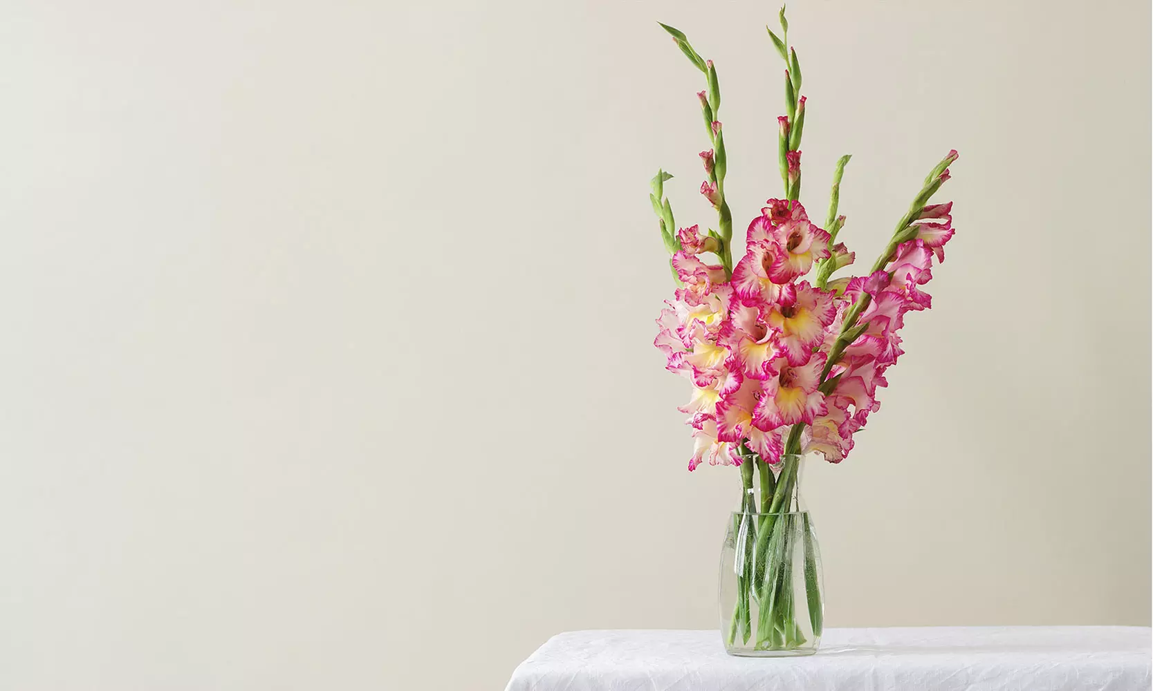 Giant Gladiolus Mixed Flower Bulbs (40-, 80-, 200-Pack with Planting Tool)