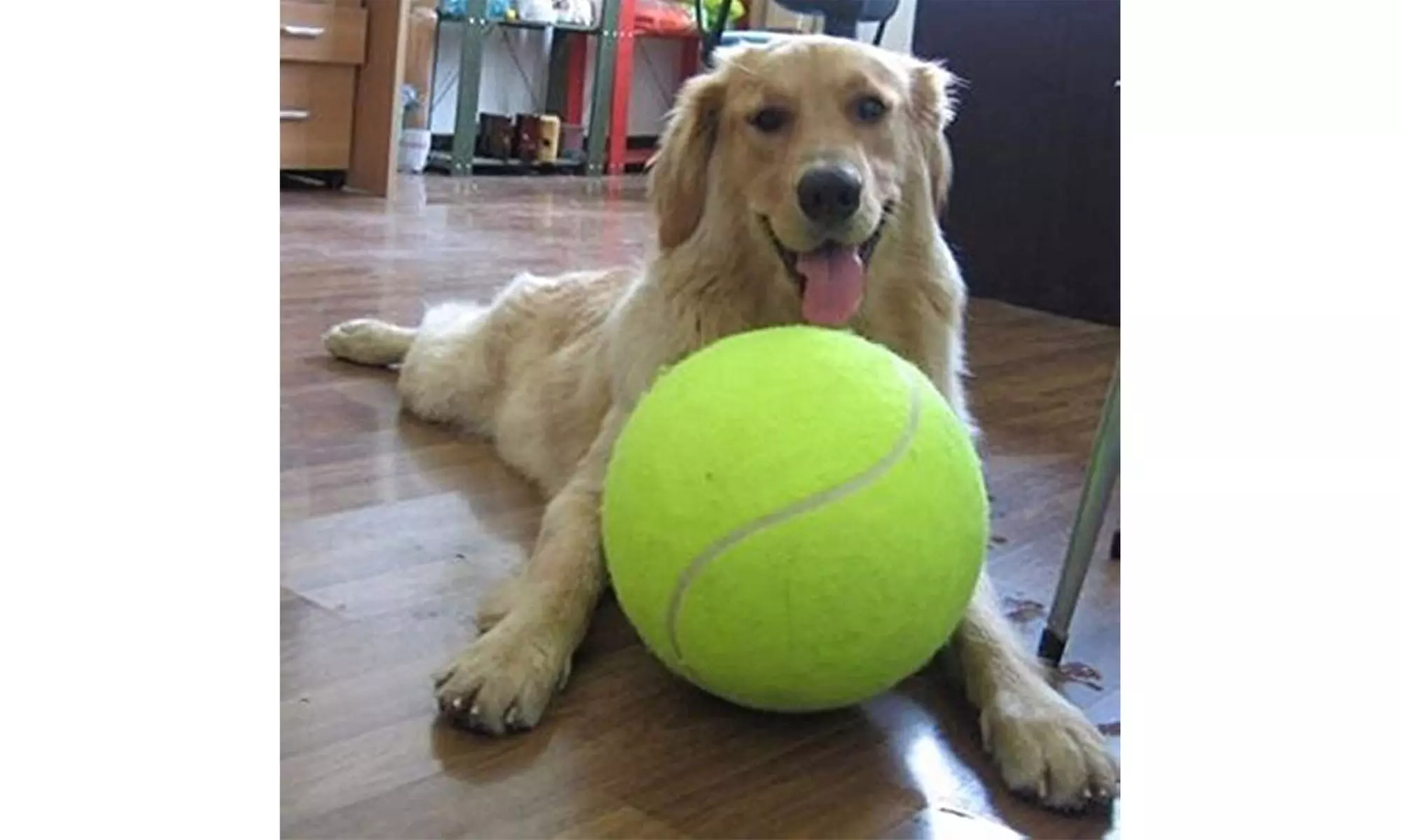Zummy Pets Giant Jumbo Tennis Ball