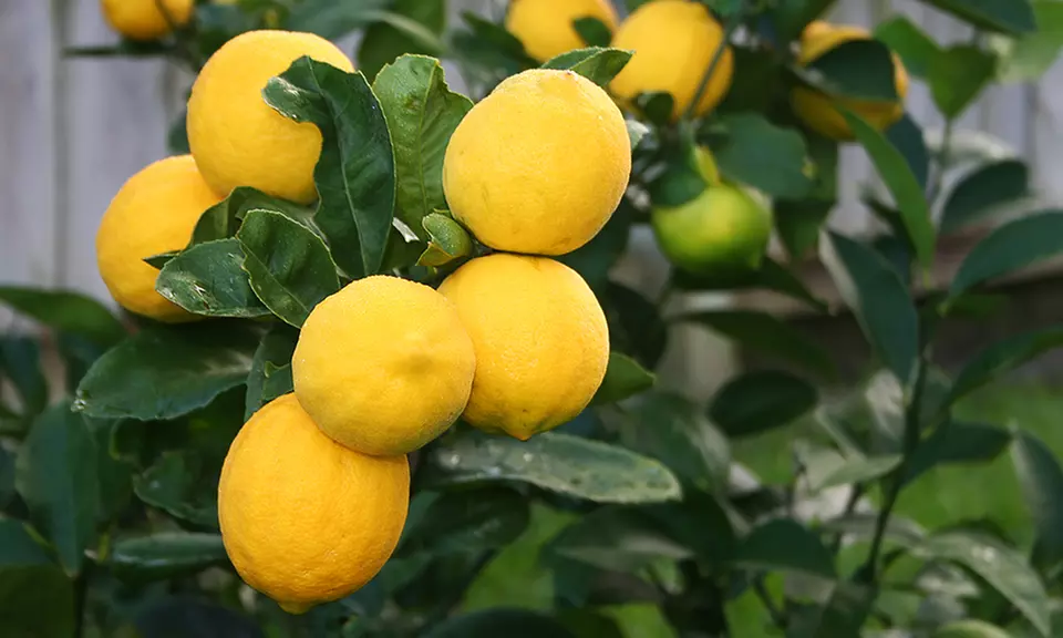 Meyer or Eureka Lemon Citrus Tree Live Potted Plant - Primary Image