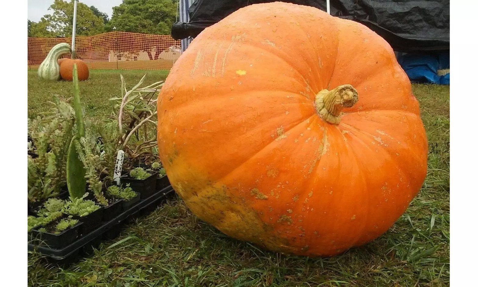 Huge Prizewinner Pumpkin Seeds COMBINED S/H! Grows massive pumpkins! - Primary Image