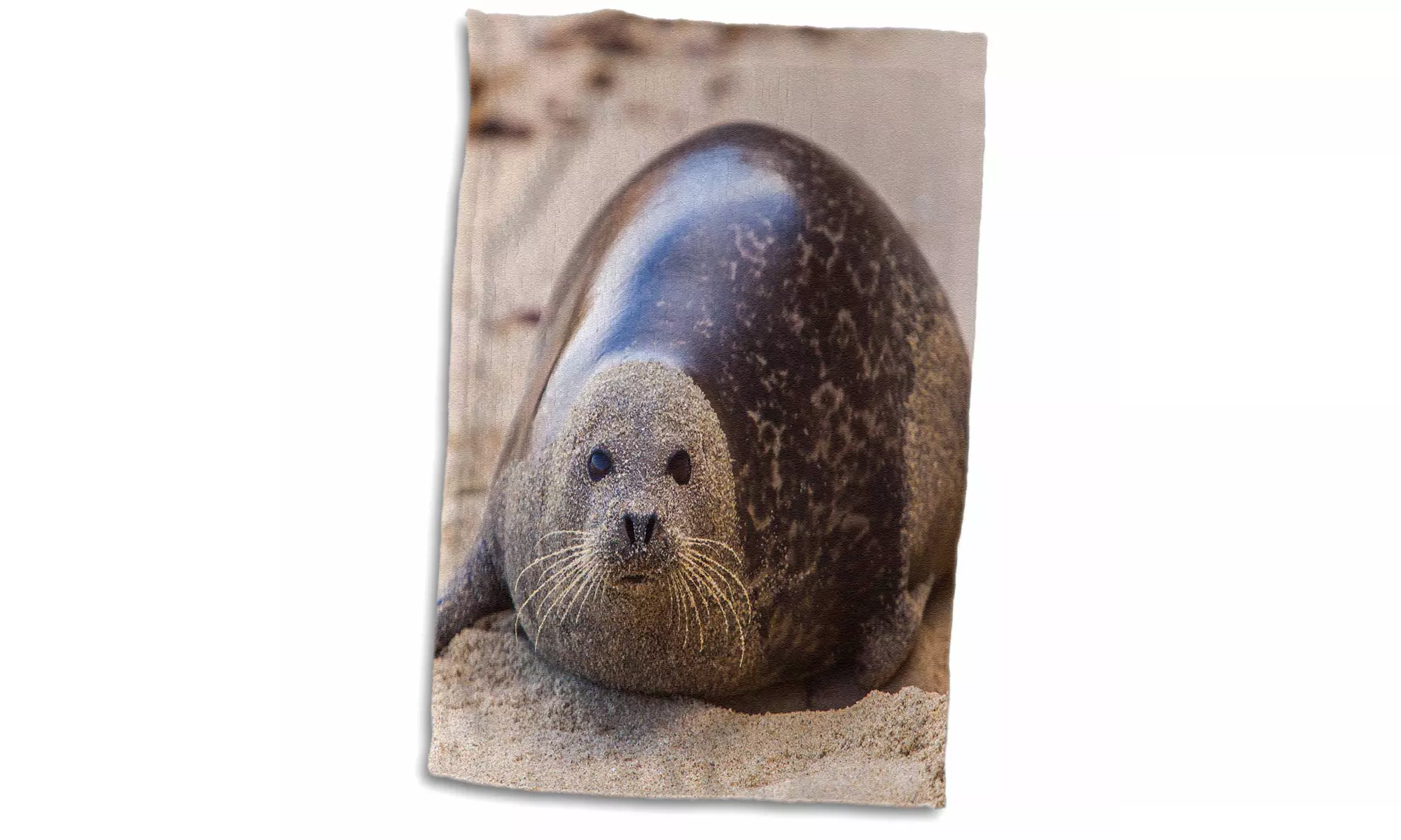  Towel - La Jolla Cove, San Diego, Harbor Seal on the Beach - 15 by 22-inches  - Second Medium