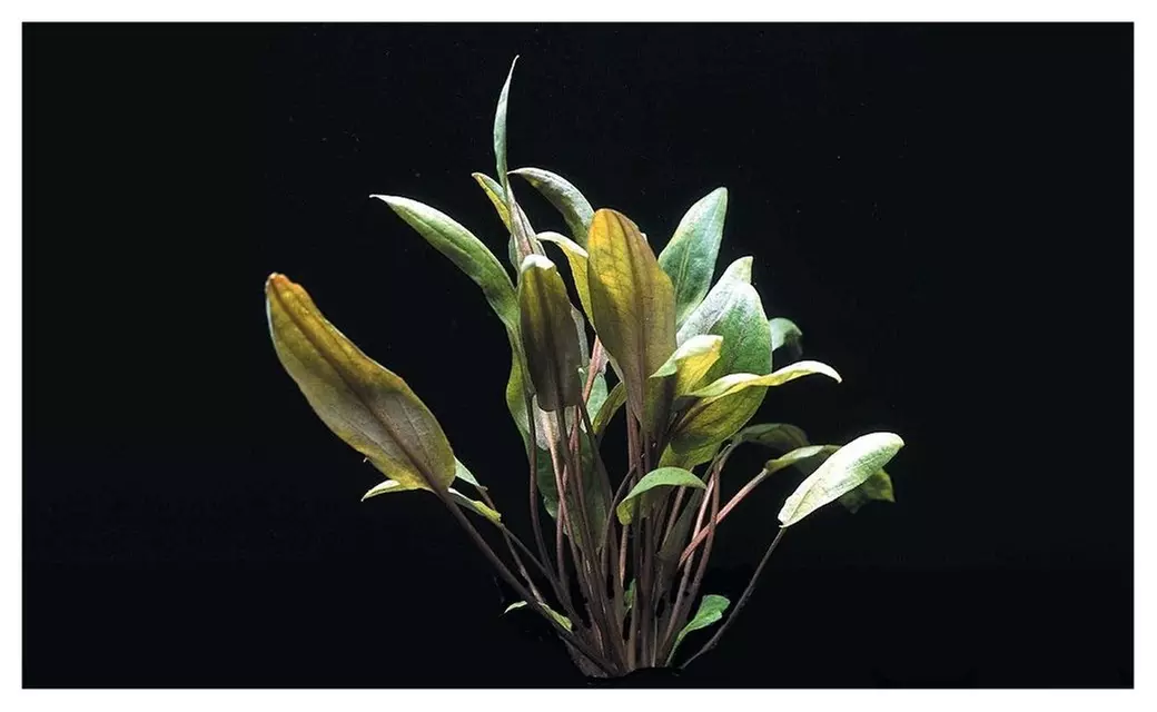 Cryptocoryne Mioya in Tissue Culture Live Aquarium Crypt Tropic Plants - Second Medium