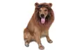 Dog's Lion Mane Costume Lion Wig Festival Party Fancy Hair Dog Clothes - Second Medium