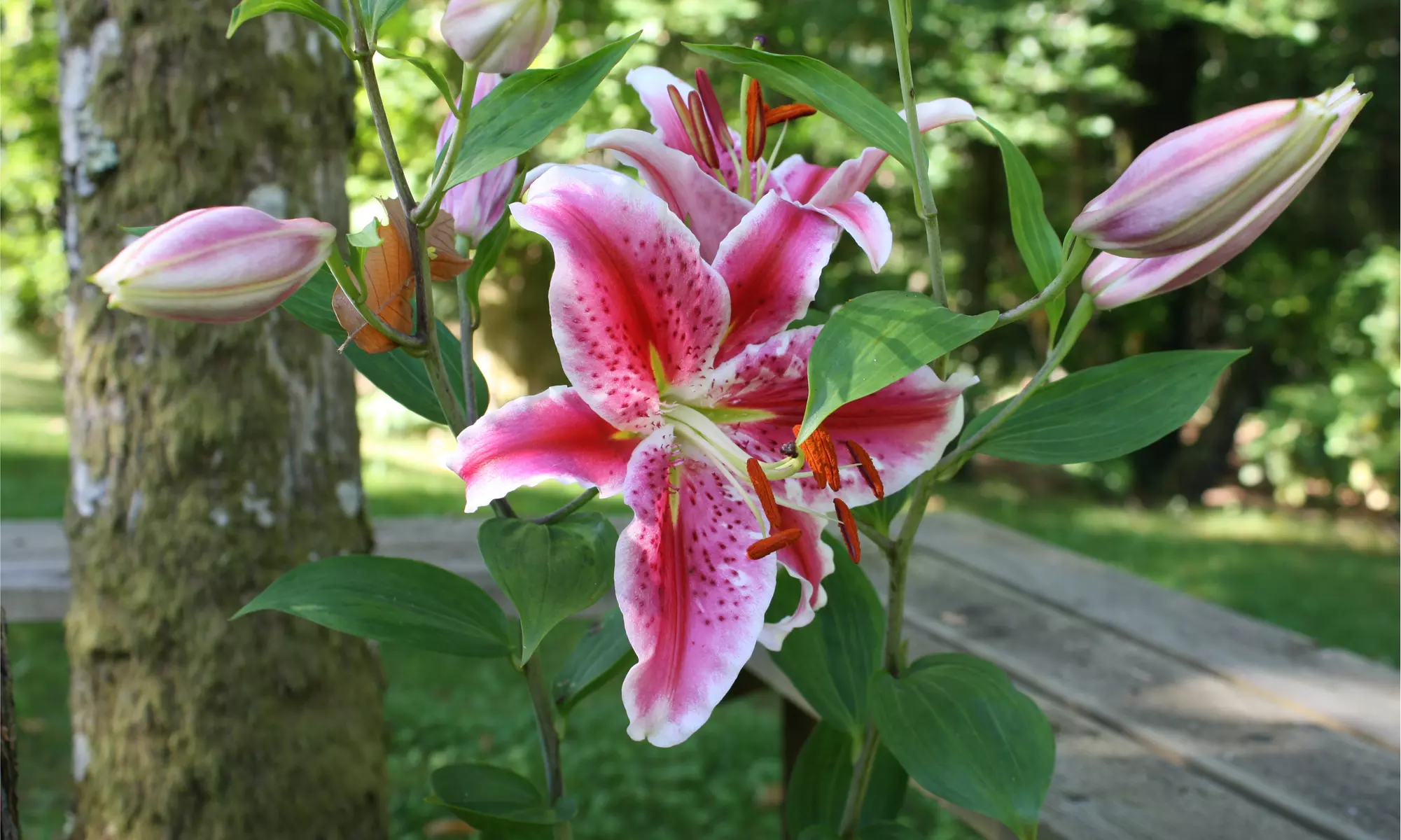 Butterflies Love Lilies - Colorful Flowers- Multiple Bulb Varieties & Pack Sizes