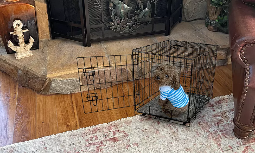 Scoochie Poochie Dog Bed & Crate Pad