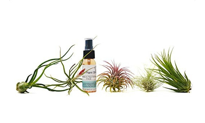 5 Tillandsia Air Plant Pack with Fertilizer Spray / 1oz Spray Bottle