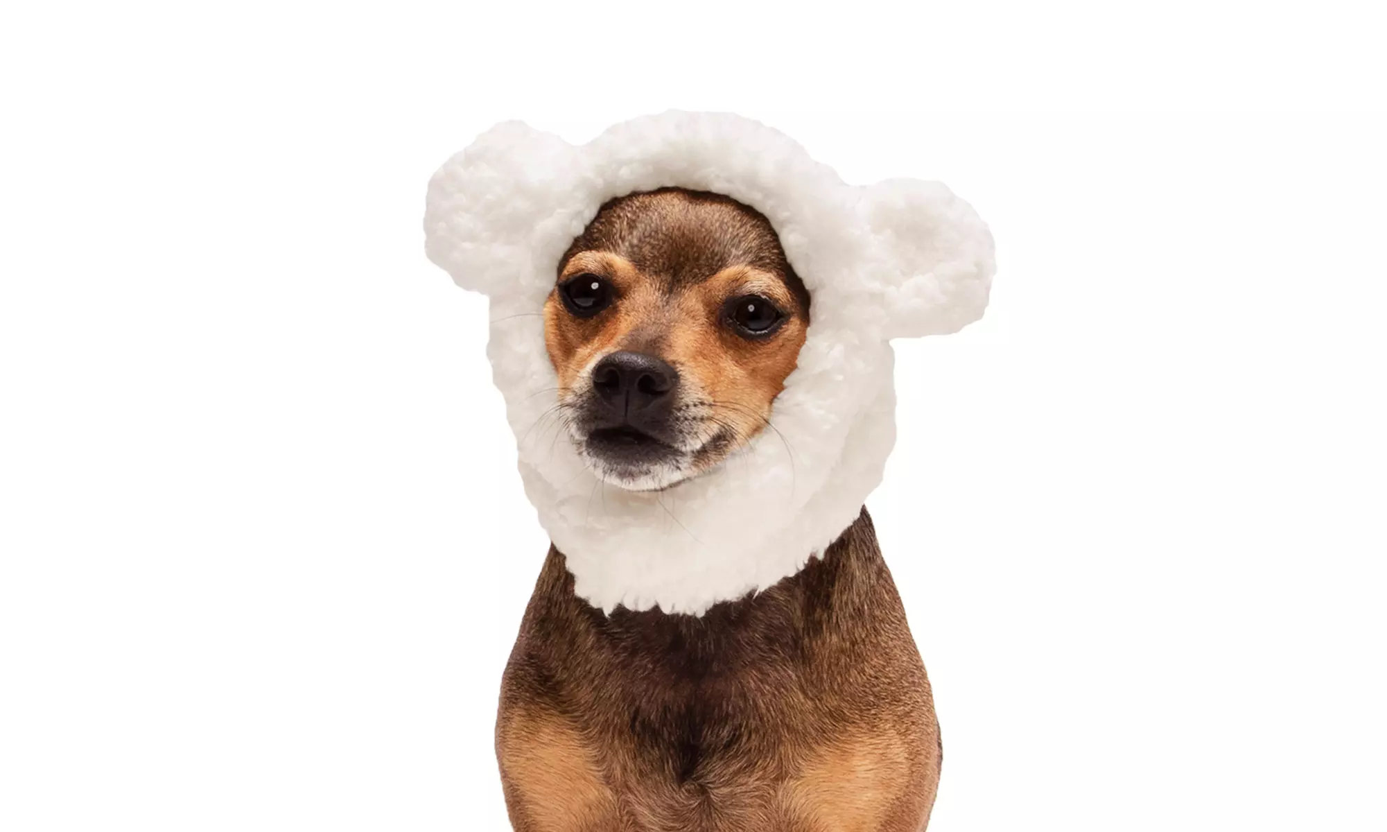 FurHaven Halloween Costume Flex-Fit Pet Costume Hat (Bat, Monster, Polar Bear)