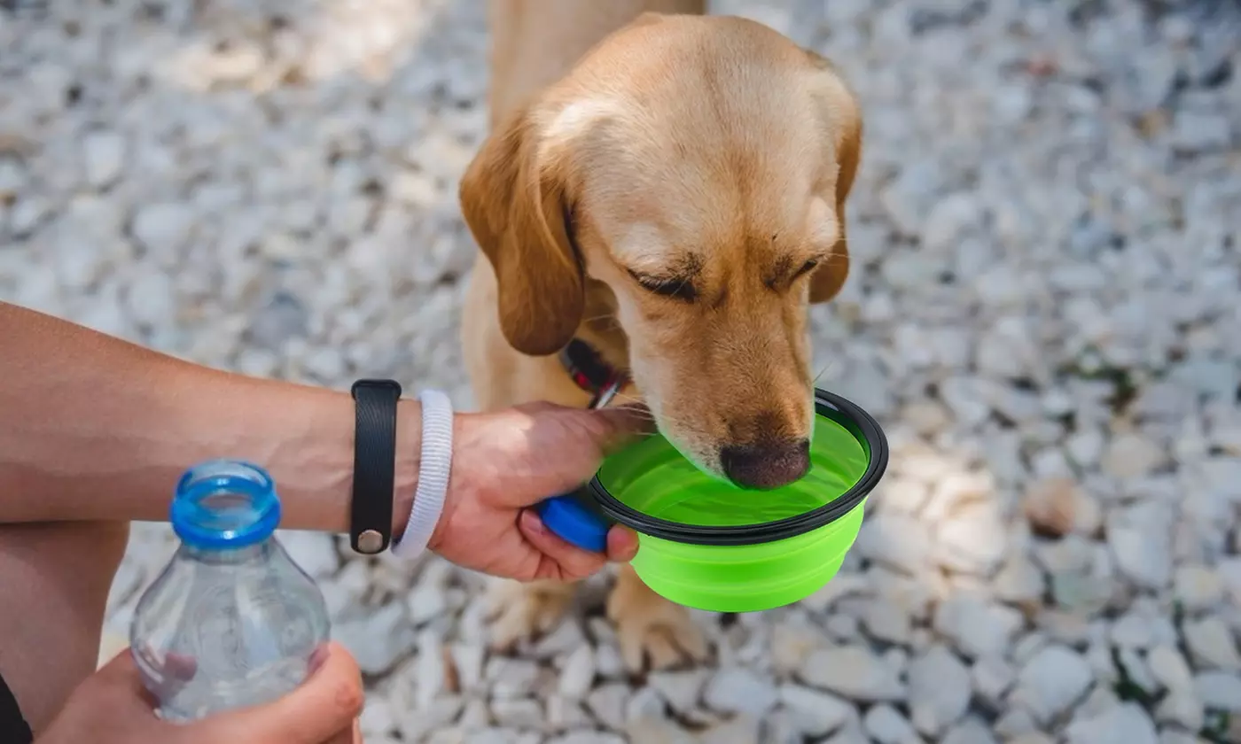 PetLuv Collapsible Silicone Travel Dog Bowls with Carabiners (4-Pack)