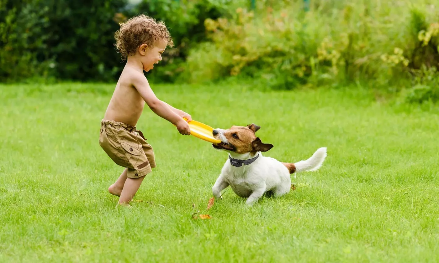 iMounTEK Dog Training Smart Bark Collar with Shock, Vibration, and Beep