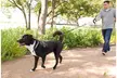 Petmate K9 Control Retractable Dog Leash - Second Medium