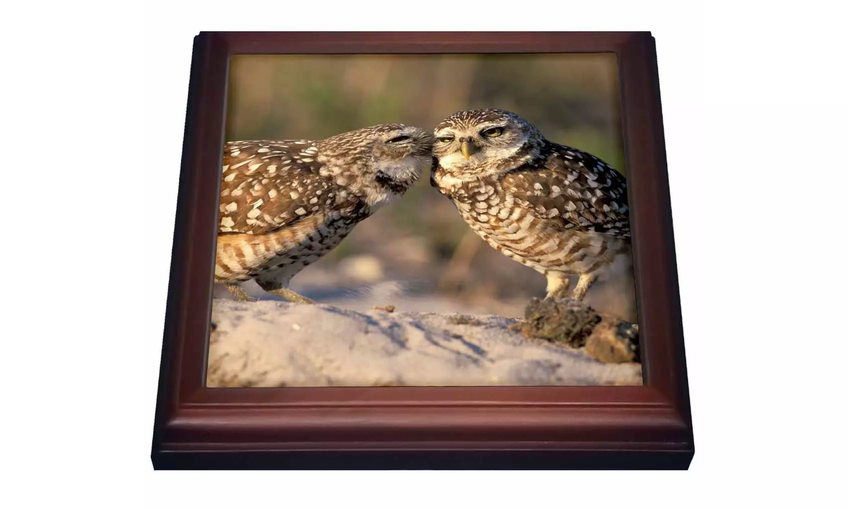 Florida Fort Myers Burrowing Owl pairNA02 CAD0034Claudia Adams - Second Medium