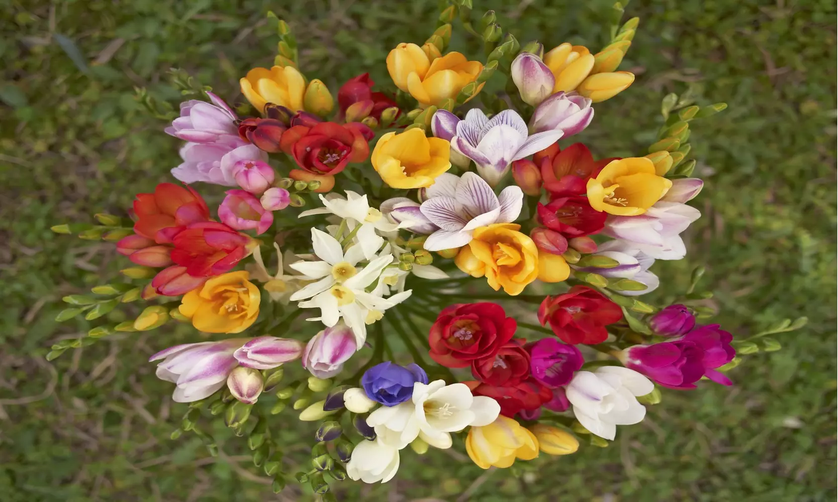 Famously Fragrant Mixed Freesia Flower Bulbs(30Pk,60Pk,or 150Pk w/Planting Tool)
