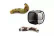 Portable Foldable Insect And Butterfly Habitat Cage Housing Enclosure - Second Medium